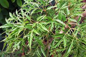 Image result for Polyscias fruticosa