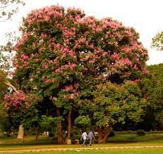 We did not find results for: Jarul Tree Pride Of India Flowering Trees Growing Food Tree