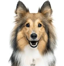 Probably a mix between the scandinavian spitz and scottish collie breeds, this farm dog was bred as an athletic companion to work with sheep and livestock. Sheltie Shetland Sheepdog Puppies For Sale Adoptapet Com