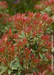 Image result for Pieris japonský little heath obrázek