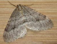 Image result for Operophtera fagata