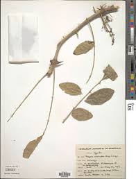 Image result for Zanthoxylum chalybeum