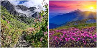 Valley of flowers best time to visit. Here S Why You Need To Visit Valley Of Flowers Now