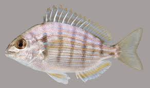 Black And White Striped Saltwater Fish Florida Pin On Fishes In The Fresh Waters Of Florida