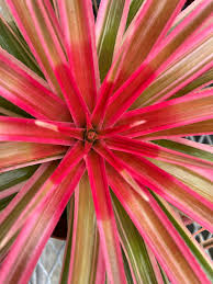 Image result for Chlorophytum nubicum