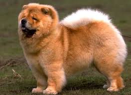 صور وخلفيات كلب تشاو تشاو Chow Chow Dogs Dog Breeds Chow Dog Breed