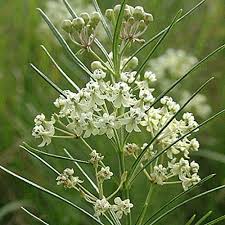 Everwilde Farms 150 Whorled Milkweed Native Wildflower Seeds Gold Vault Jumbo Seed Packet Click Image For More Details Wildflower Seeds Milkweed Asclepias
