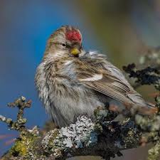 صور جميلة صور طيور جميلة بألوان غريبة love images bird photo photo