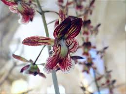 Image result for Oeceoclades saundersiana