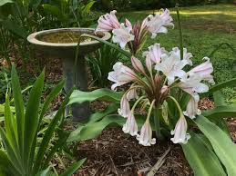 Image result for Crinum macowanii