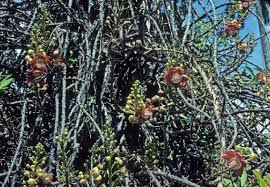 Trunk usually fluted at base. The Cannon Ball Tree Plant Talk