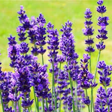 A wide variety of fresh lavender flowers options are available to you, such as variety, processing type, and occasion. Lavender Flower Water