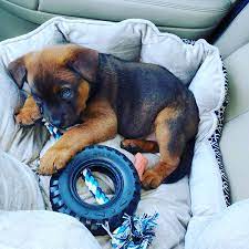 8 republic lab mix puppies. Sebastian The Labrador Rottweiler Mix Dogperday Cute Puppy Pictures Dog Photos Cute Videos Holistic Pet Care