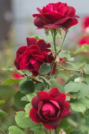 Perlu diketahui bahwa menanam bunga mawar merupakan perkara yang tidak mudah. Cara Menanam Dan Merawat Bunga Mawar Dari Stek Bibitbunga Com