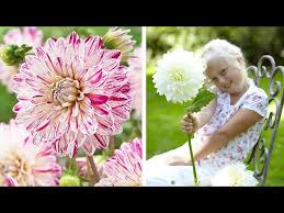 Maybe you would like to learn more about one of these? How To Plant Dinner Plate Dahlias Summer Garden Guide Youtube