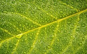 Download Wallpapers Green Leaf Water Droplets Wet Leaf Leaf Texture Besthqwallpapers Com Leaf Texture Leaves Water Droplets