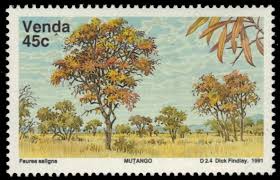 Image result for Faurea rochetiana