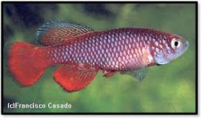 Image result for Corchorus kirkii