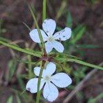 Image result for Cycnium