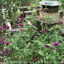 Check spelling or type a new query. 10 Flowers That Love Hot Summers And How To Grow Them Growing In The Garden