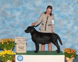 Whether you're looking for a playful puppy or an older companion, we have the perfect dog for you. Bronco Akc Registered Grand Champion Labrador Retrievers Westminster Winner Multi Best In Specialty Winners Firewater Labradors Compete On The Largest Stages From Coast To Coast And Are Consistently Confirmed For Their