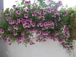 Sardunya Sardunya Cicek