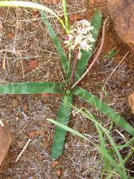 Image result for Ledebouria luteola