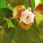 Image result for Napoleonaea