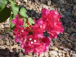 Rixipix pink bougainvillea flowers in sunlight, filtered to look aged and faded and with intentional light leaks. Bougainvillea Can Take The Arizona Heat Tjs Garden