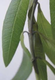 Image result for pseudomonas savastanoi pv nerii oleander symptoms