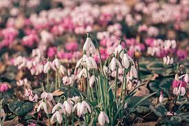 Snowdrop Flower Extract Best Flower Wallpaper