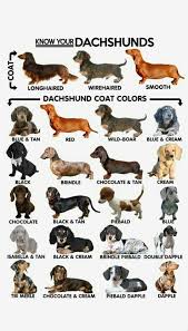 Dachshund Colors Patterns Weenie Dogs Sausage Dog