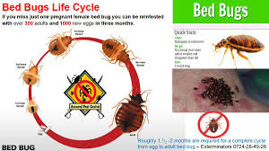 Some fast bed bug facts… what do bed bugs look like? Assured Pest Control Assured Pest Twitter