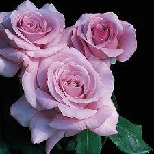 Grown one flower to a long stem, they are supported by long, straight and upright stems. Neptune Hybrid Tea Rose Hybrid Tea Roses Edmunds Roses