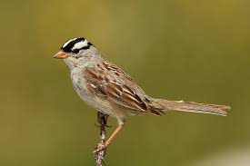 Even a seasoned birder has a hard time telling one sparrow from another. White Crowned Sparrow Wikipedia