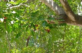 Image result for Ekebergia capensis