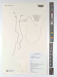 Image result for Utricularia appendiculata