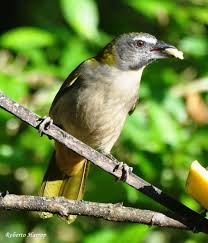 Canto De Trinca Ferro Bom Dia Seu Chico Com Boi Trinca Ferro Ou Tempera Viola Ou Sabia Gonga Saltator Maximus Buff Throated Saltator Cool Photos Photo Animals