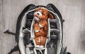 We sell cavoodle puppies for $6000.00 each. Meet The Cutest Dog Breed The Cavoodle Hello Cavoodle