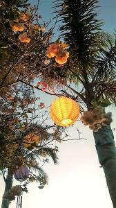 Image result for Acanthophoenix rubra