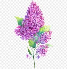 Transparent purple flowers on white background. Jpg Royalty Free Edelweiss Drawing Purple Hyacinth Flower Lilac Illustration Png Image With Transparent Background Toppng