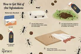 If you have ants in the kitchen, a follow our steps to getting rid of them. How To Get Rid Of Ants In The House
