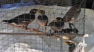 Indian mynas are noisy, territorial and not afraid of humans. Help Eradicate Indian Myna Birds In The Camden Haven Port Macquarie News Port Macquarie Nsw