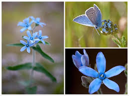 From wikipedia, the free encyclopedia. Blue Milkweed Seeds Heavenly Blue Tweedia Caerulea Etsy