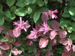 Image result for Hamamelidaceae