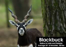 We sell animals from all over the world to exotic pet lovers in east texas. Exotic Animals For Your Ranch