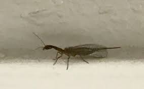 Since the california city is home to several rivers and large wetlands, mosquito populations are especially active. Pest Control Service By Greenlight Termite And Pest In West Sacramento Ca Alignable
