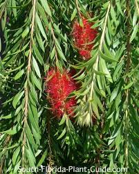Weeping Bottlebrush Tree