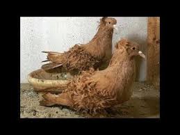 Frillback Pigeons Kus