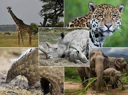 Coronavirus Pandemic Poses Fresh Threats For Endangered Wildlife The Independent The Independent